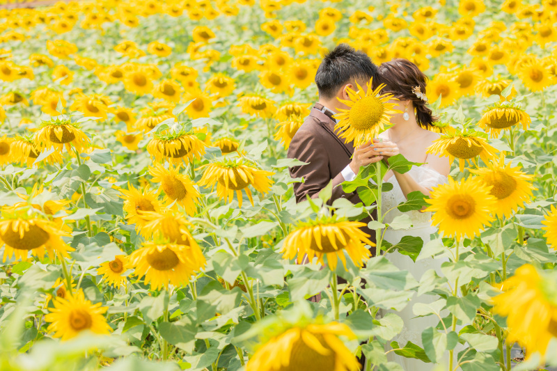 ひまわりお顔隠し