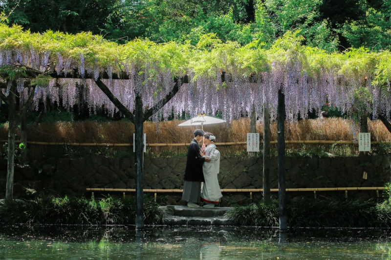 藤の花のさく池での撮影