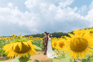 コスモス、ひまわり畑や緑のロケーション