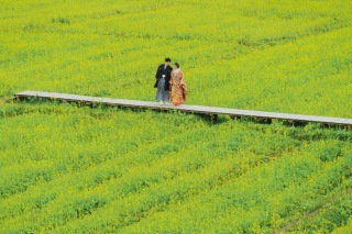 一面の菜の花ロケーションで