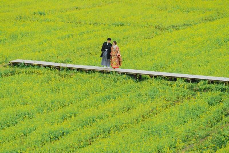 一面の菜の花ロケーションで
