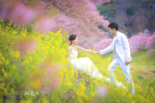 伊豆の河津桜ロケ