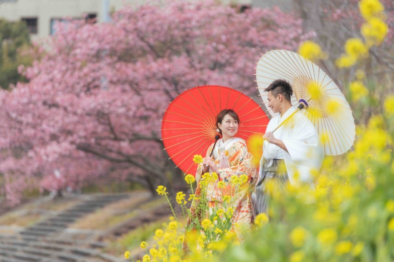 河津桜や菜の花畑での撮影