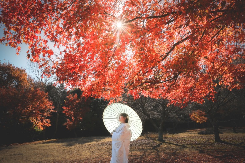 美しい光と紅葉の中で