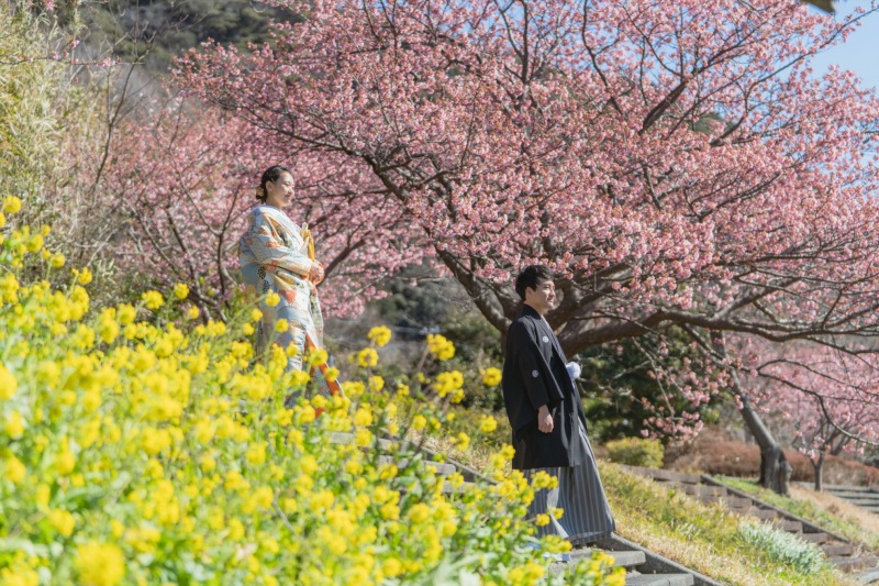 菜の花+河津桜
