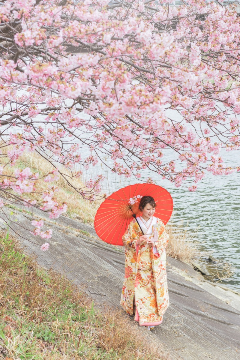 色の濃い河津桜は、2月上旬から咲きます