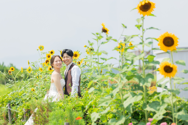 公園に咲いていたひまわり