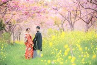 4月末頃の八重桜+菜の花ロケーション