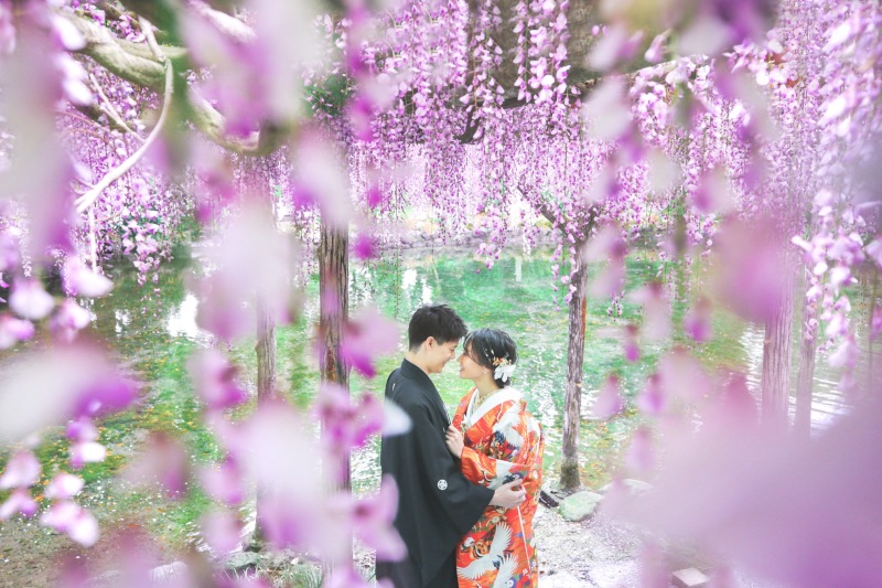 神社での藤の花と
