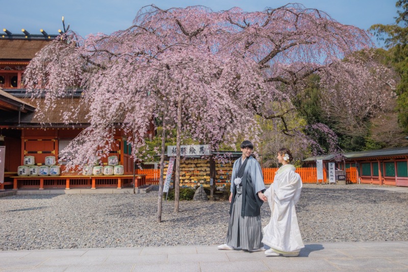 枝垂れ桜がとても綺麗