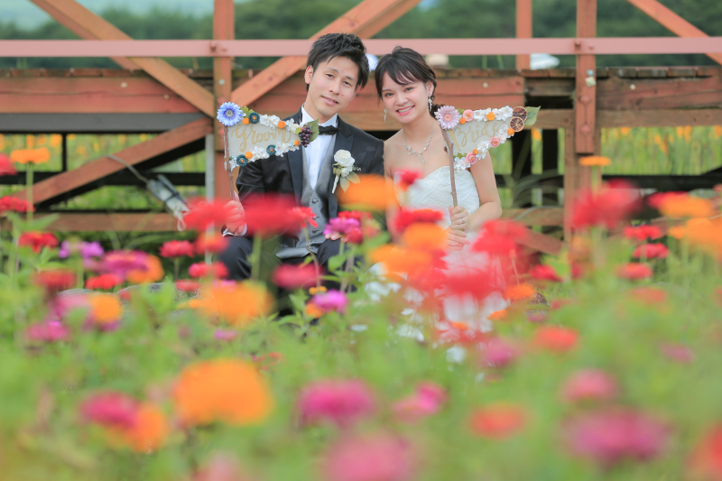 色とりどりの百日草