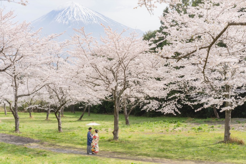 桜並木が並ぶ美しい公園と富士山
