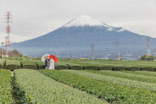 お茶畑と富士山や神社、富士五湖での富士和装周遊撮影