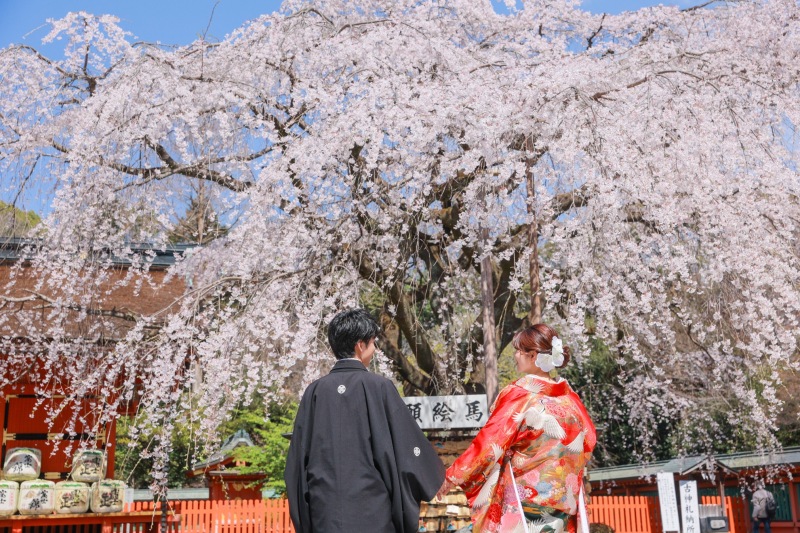 神社に咲き誇る美しい枝垂れ桜をバックに