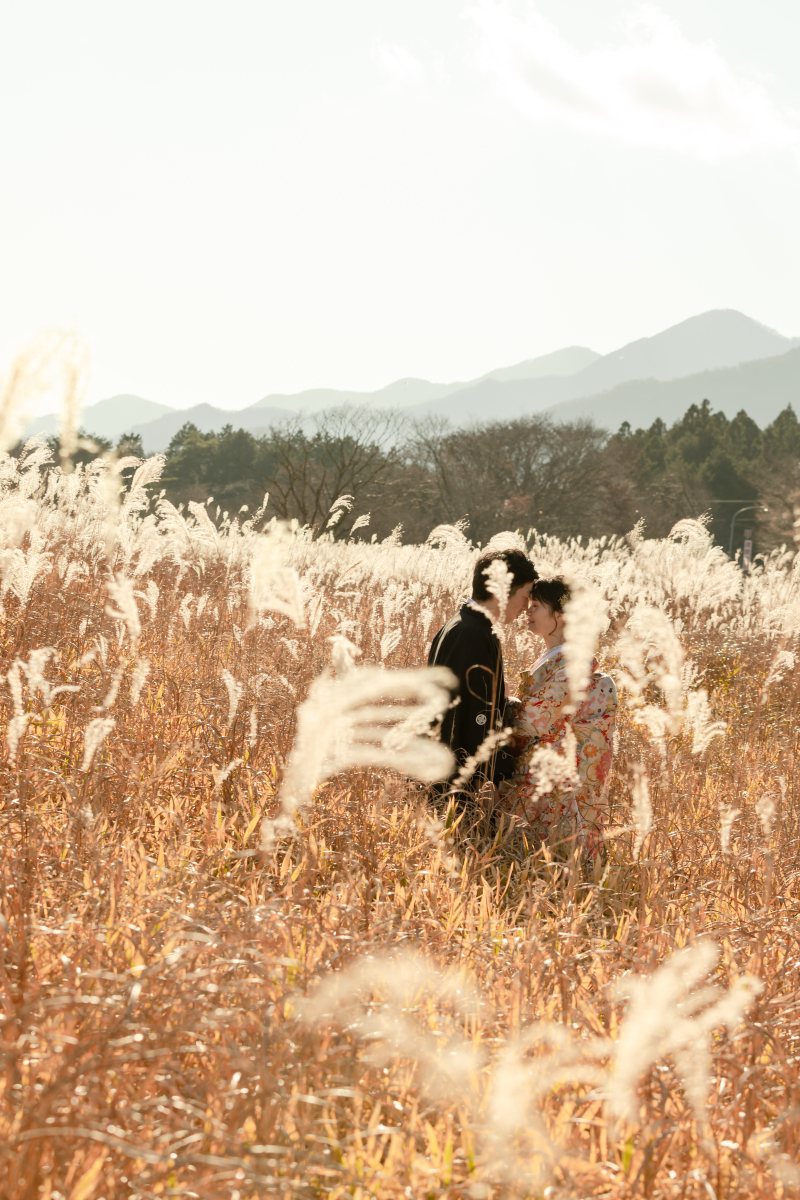 黄金に輝くススキ畑