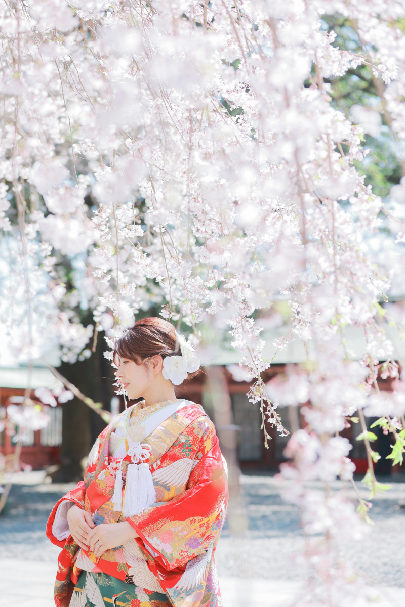 枝垂れ桜＋神社での美しいロケーション撮影