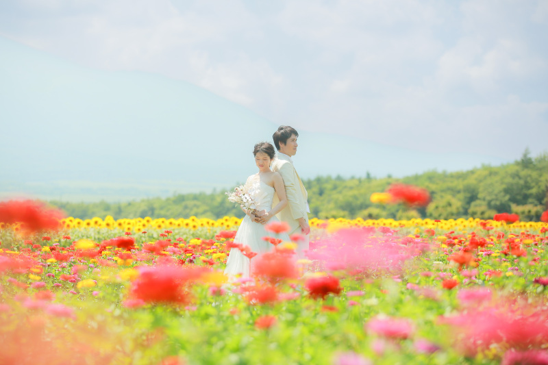 カラフルな百日草も