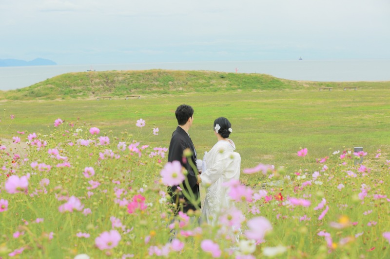 コスモスと海の見える美しい景色