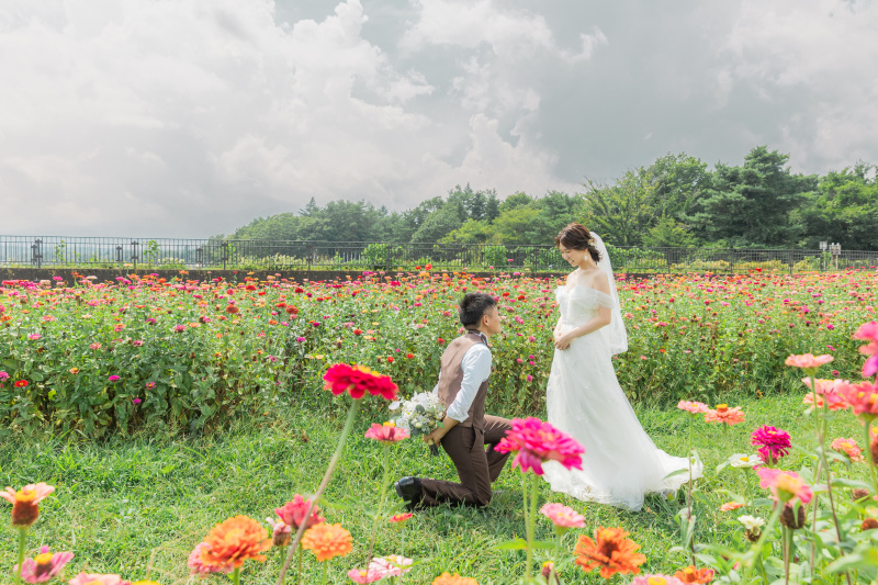 ジニアのお花畑で