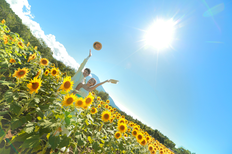 夏といえばひまわり