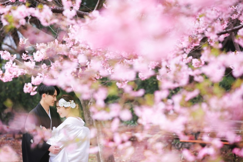 今年は開花が早く、もう美しい早咲き桜が見頃