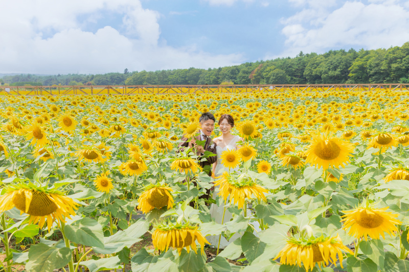 壮大なひまわり畑