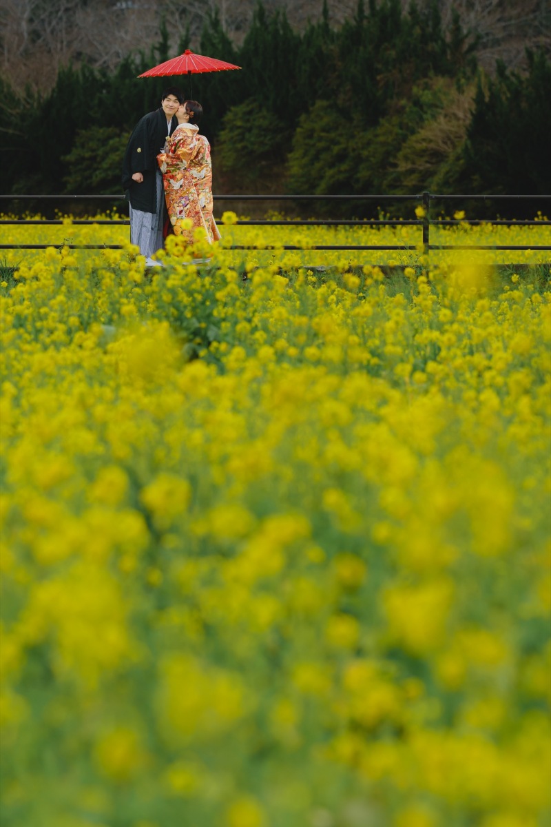 菜の花に囲まれて