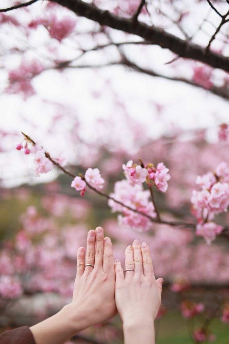 桜を背景に、手元カット