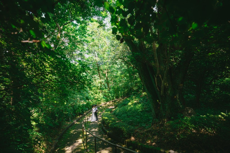 美しい深い森の中で。