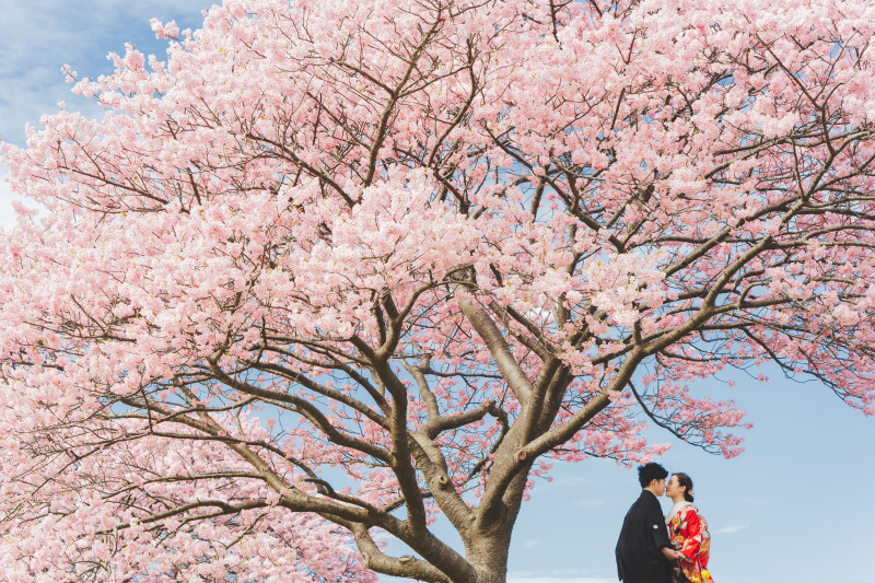 先着20組限定33,000円OFF【和装:河津桜ロケーション(選べる2箇所)】全データ美肌レタッチ付き+ 台紙1冊