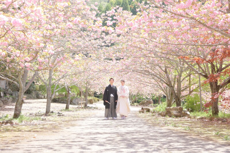 ぼたん桜に囲まれて