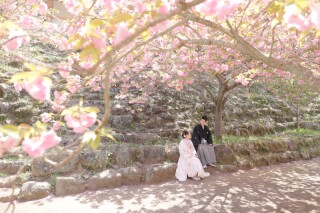 ぼたん桜名所　一心寺にて