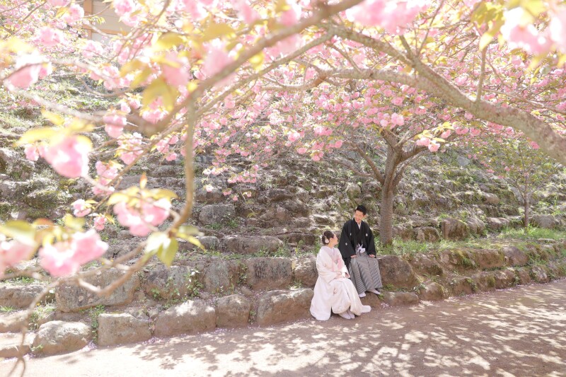 ぼたん桜名所　一心寺にて