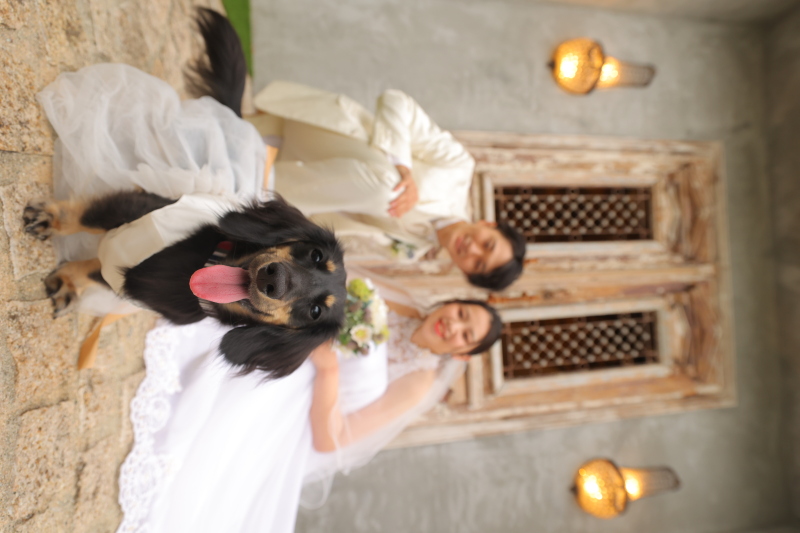 ワンちゃんもう一回!