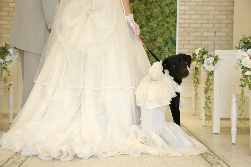 バックショット