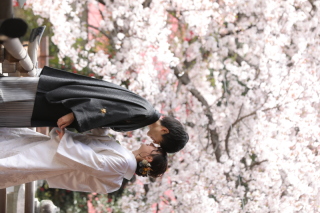 和装×桜ロケーション