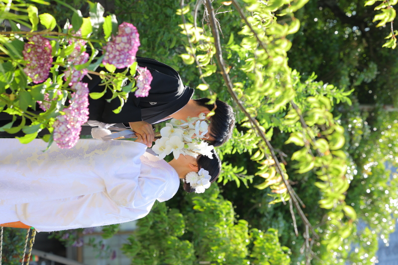 紫陽花