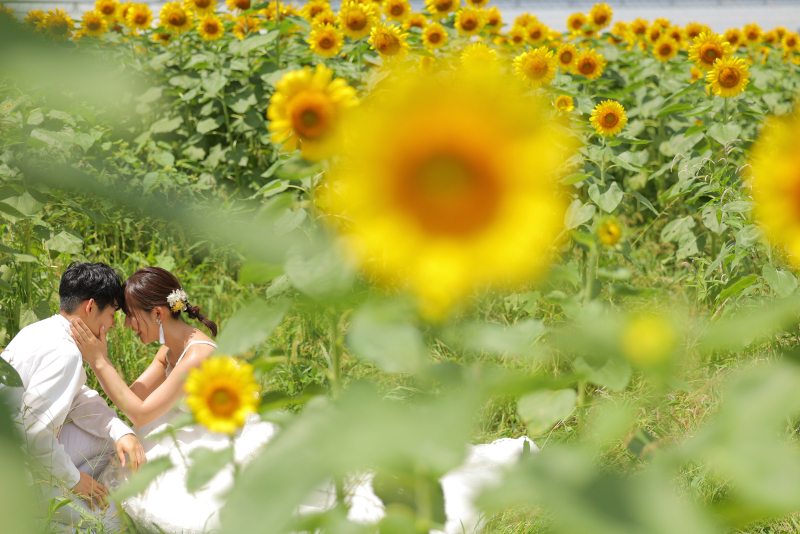 黄色に囲まれて