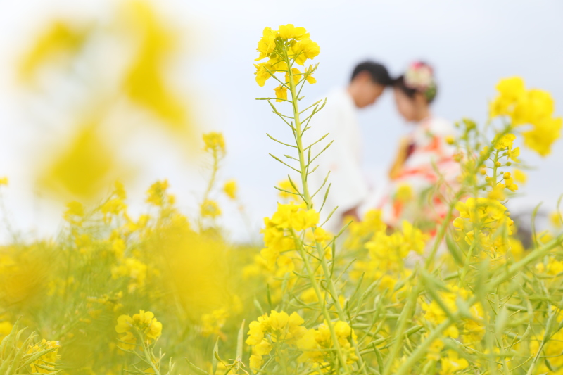 菜の花も祝福