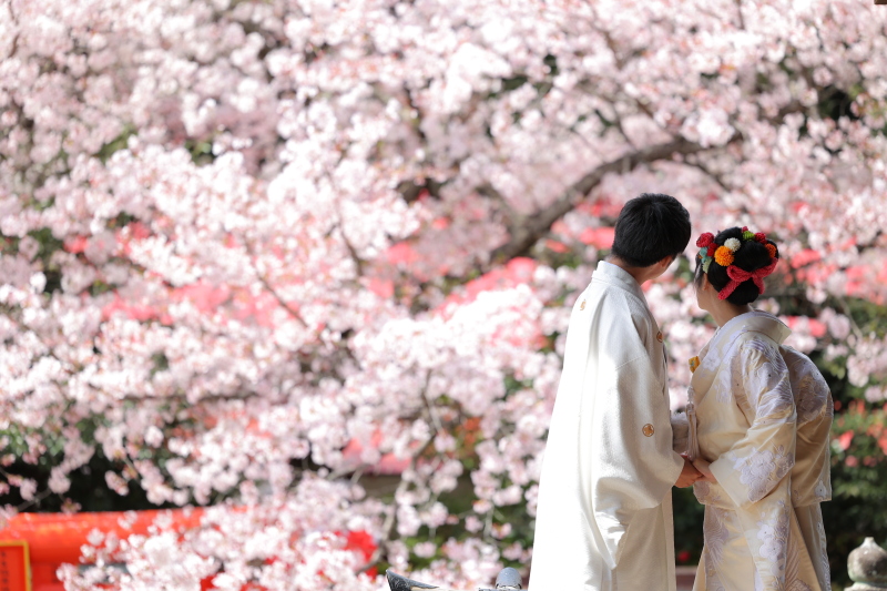 四季を感じる桜ロケーション