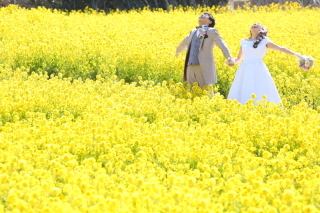 ウェディングドレス×菜の花畑‼