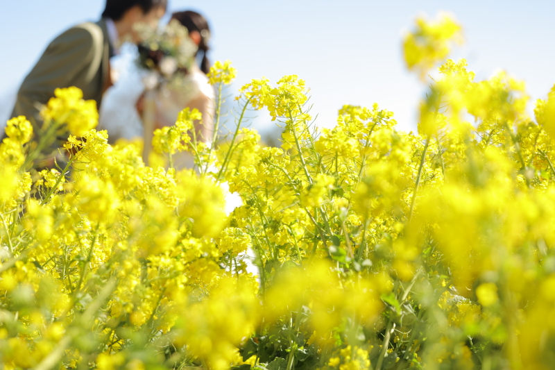 菜の花