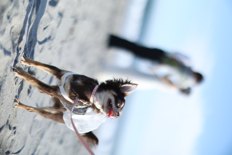 ワンちゃんが主役?