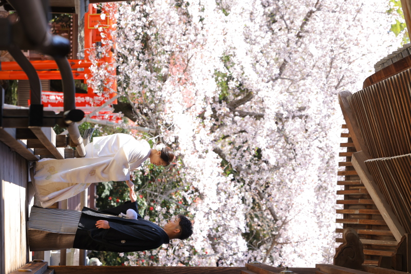 桜ロケーション