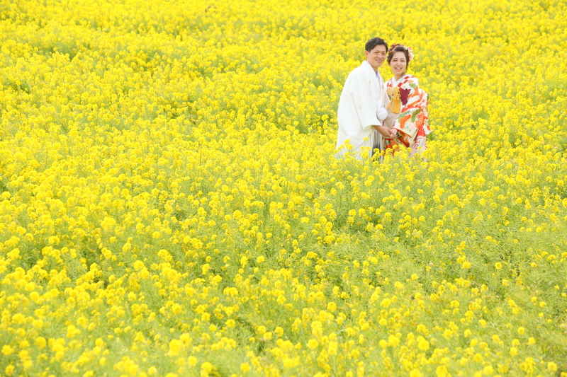 菜の花和装ロケーション 全300データ即日渡し&平日ウェルカムポスター付き!