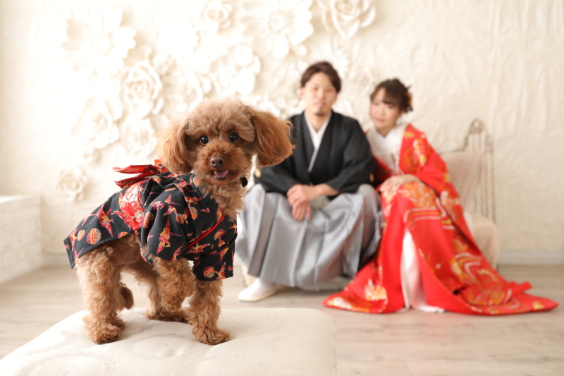 データ1カット即日渡し＆写真1枚付き！ペットと一緒に和装スタジオ