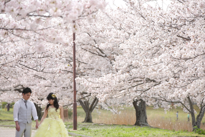 桜の名所幸公園洋装ロケーション 全300データ即日渡し&ウェルカムポスター付き!