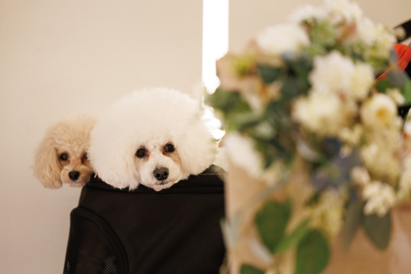 出番前はバックの中で大人しく・・・!!