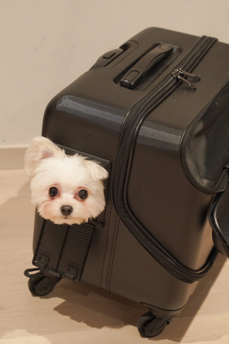 バックの中で休憩・・・♪