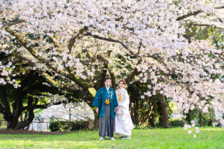 桜ロケ+和室スタジオ